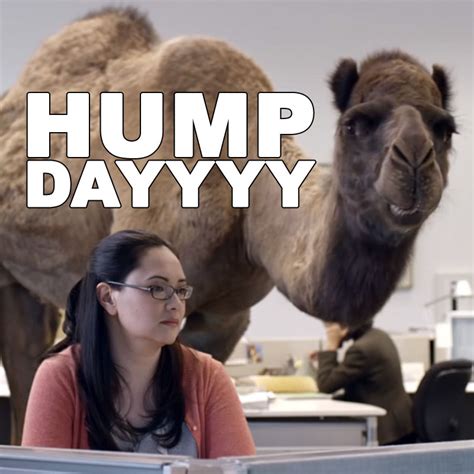 hump day images with camel